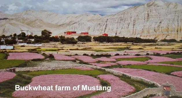 Terraced buckwheat fields on the hillside below the retreat